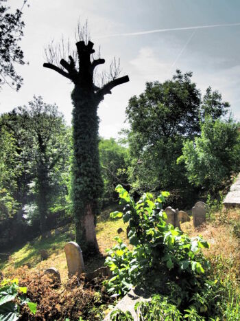 Židovský hřbitov v Pískové Lhotě