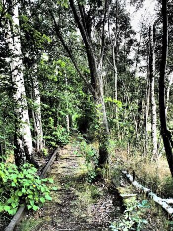 Jindřichovice pod Smrkem