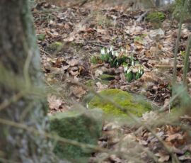 Únorové sněženky na Oparně Oparno 28.2.2026